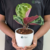 Calathea Medallion, with 5.5 inches white decor pot